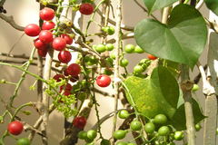 Tinospora cordifolia